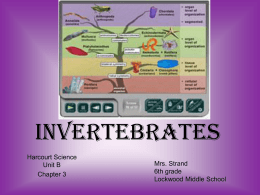 PowerPoint Presentation - nvertebrates