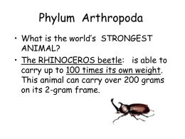 1-Arthropods