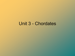 Unit 3 - Chordates