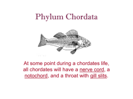 Phylum Chordata - Cloudfront.net