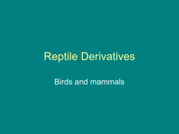 Reptile Derivatives