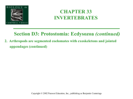 Organismal Biology/33D3-ProtostomiaEcdysozoa