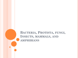 Bacteria protist fungi insect mammal