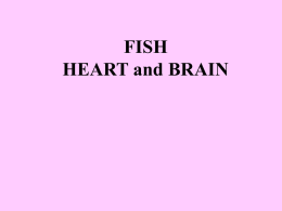 FISH HEART and BRAIN This brain part is the