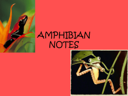 Amphibian-Notes