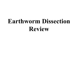 earthworm_dissection_review