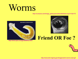 Worms - local.brookings.k12.sd.us