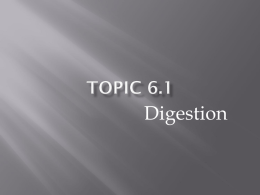 Topic 6_1 Digestion