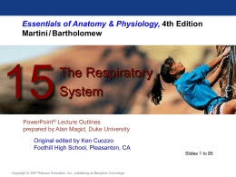 Respiratory System Organization
