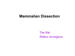 Mammalian Dissection