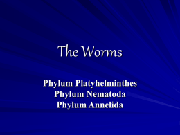 The Worms - Cloudfront.net