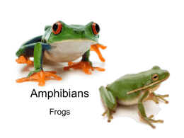 Amphibians vs. Mammals