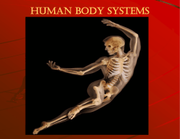 Body Systems Powerpoint Slideshow
