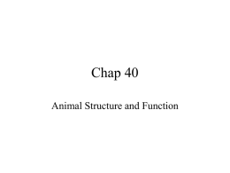 40Animal Structure - Mid