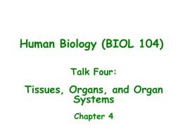 Tissues, organs, and organ systems