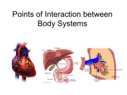 Points of Interaction between Body Systems