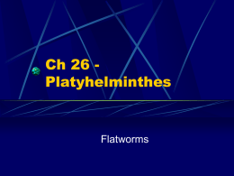 Ch 26 - Platyhelminthes