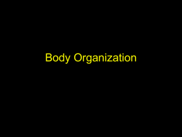 Body Organization and Integumentary System