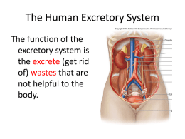 Excretory System basic