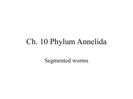 Ch. 10 Phylum Annelida