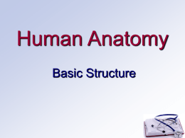 Basic Structure of the Human Body