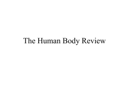 The Human Body Review - Effingham County Schools