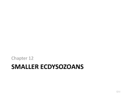 Smaller Ecdysozoans