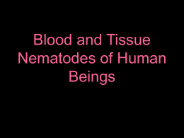 Blood and Tissue Nematodes of Human Beings