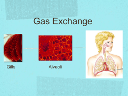 day 3 gas exchange