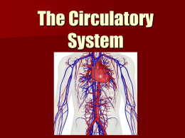 7th Circulatory System
