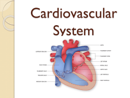 Cardiovascular System (Circulatory System)