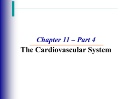 Chapter 11 – Part 2 The Cardiovascular System