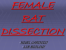 FEMALE_RAT_DISSECTION_Nigel