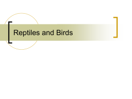 Reptiles and Birds
