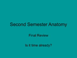 Second Semester Anatomy