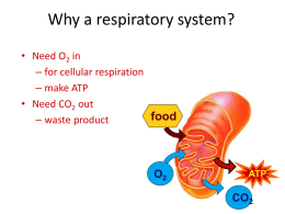 37.1: The Respiratory System