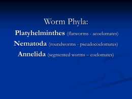 Phylum Platyhelminthes ("flatworms")