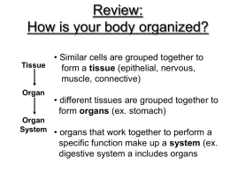 How is your body organized?