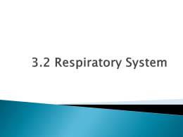 SNC2D Respiratory System