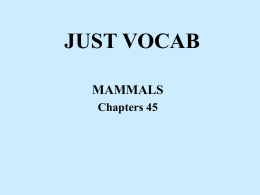 Mammal Vocab - local.brookings.k12.sd.us