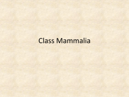 Class-Mammalia