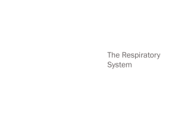 Respiratory System Part 1