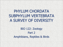 phylum chordata a survey of its diversity - Newberry