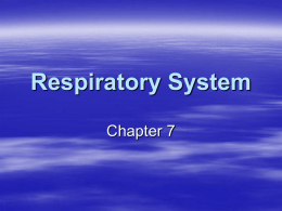 Respiratory System (1), ppt