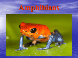 Amphibians - Merrillville Community School