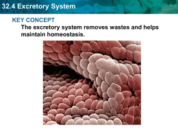32.4 Excretory System