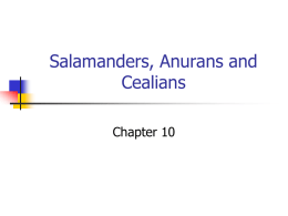 Salamanders, Anurans and Cealians