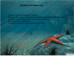 Evolution of the Modern Fish