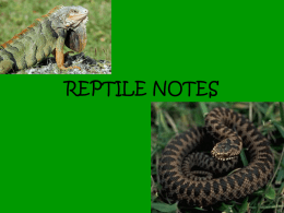 Reptile Notes Part 1