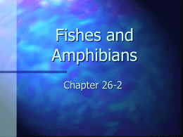 Fishes and Amphibians Powerpoint